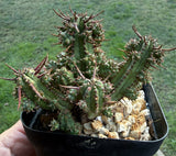 Euphorbia Mammillaris, - Indian Corn Cob