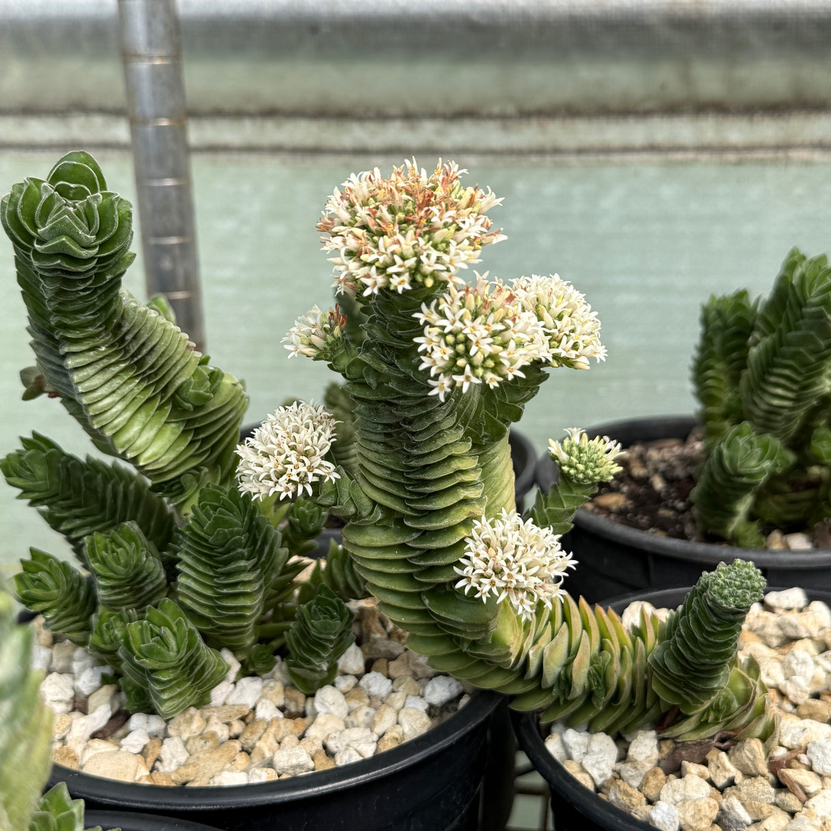 Crassula 'Buddha's Temple'