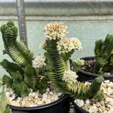 Crassula 'Buddha's Temple'