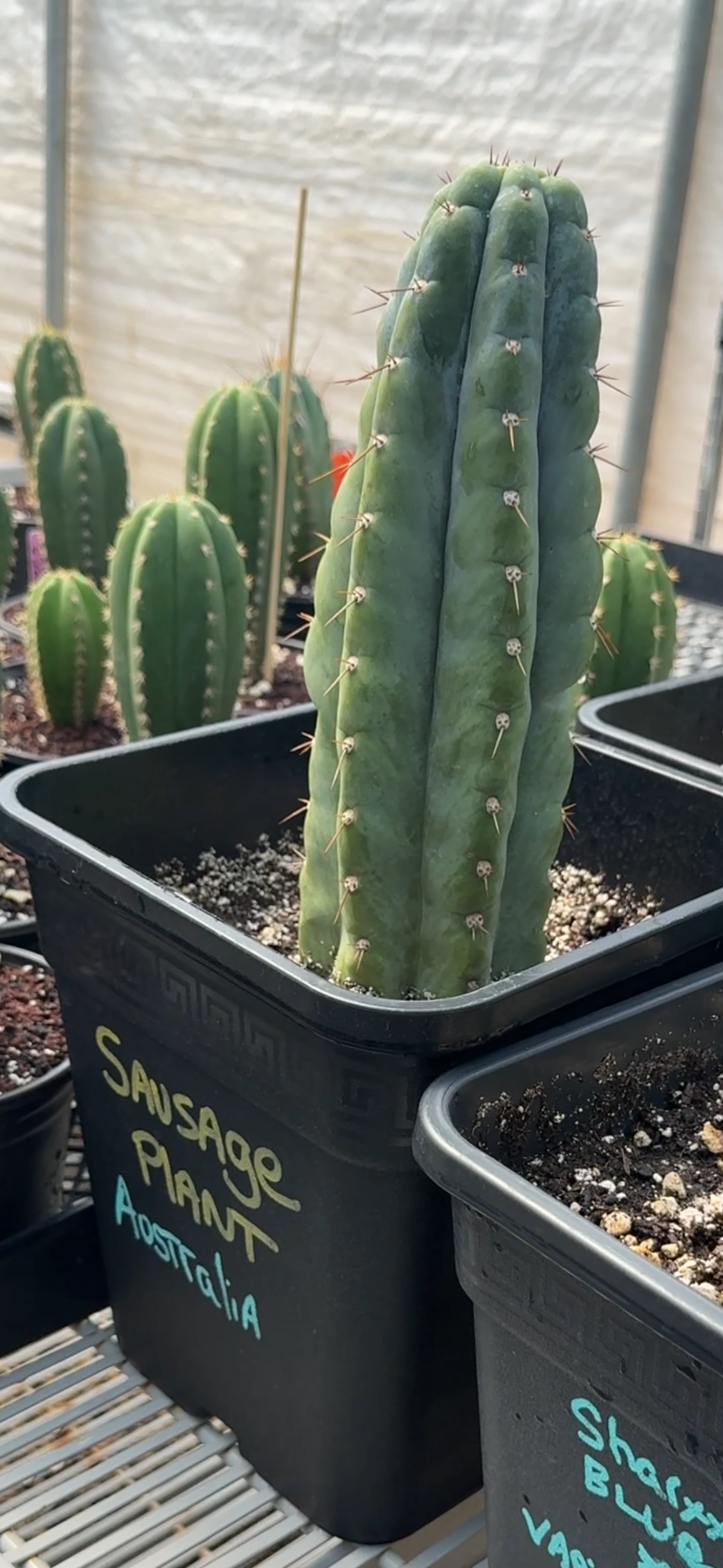 SAUSAGE PLANT - Columnar Cactus Clone