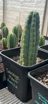 SAUSAGE PLANT - Columnar Cactus Clone