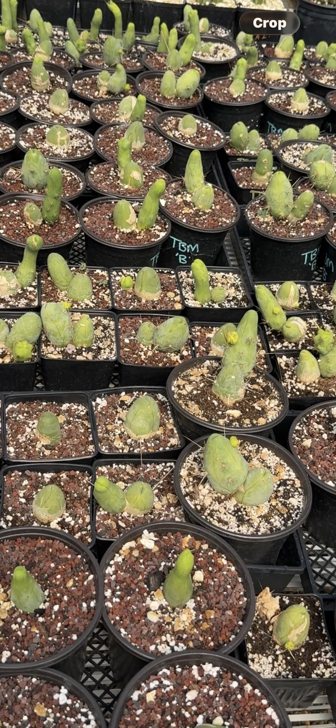 TBM B - Columnar Cactus Clone