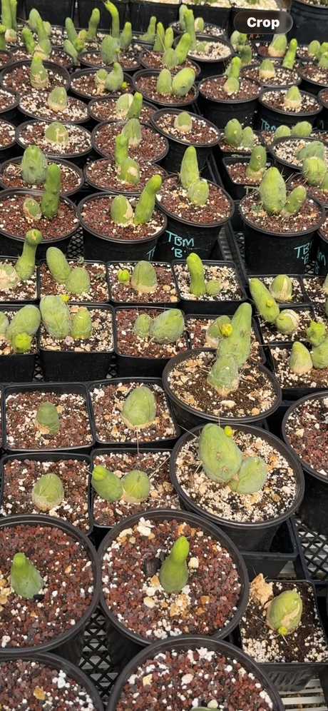 Rare Cactus - Cactus Clone - (TBM B CLONE)