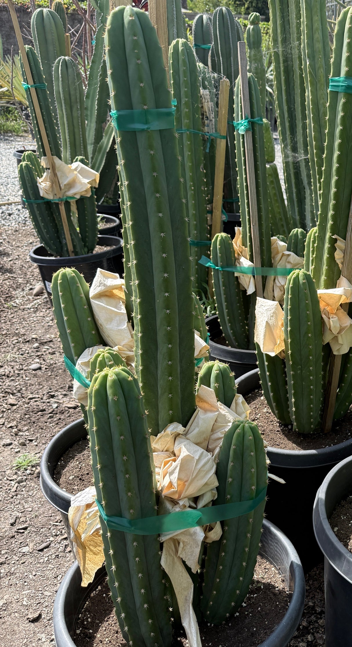 Predominant Cultivar -'PC' - Columnar Cactus