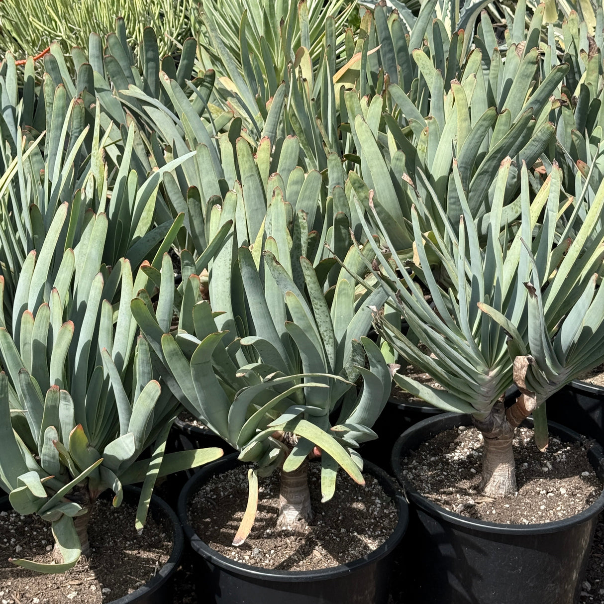 Kumara plicatilis – 'Fan Aloe'
