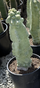 Totem Pole Cactus - Lophocereus Schottii Monstros