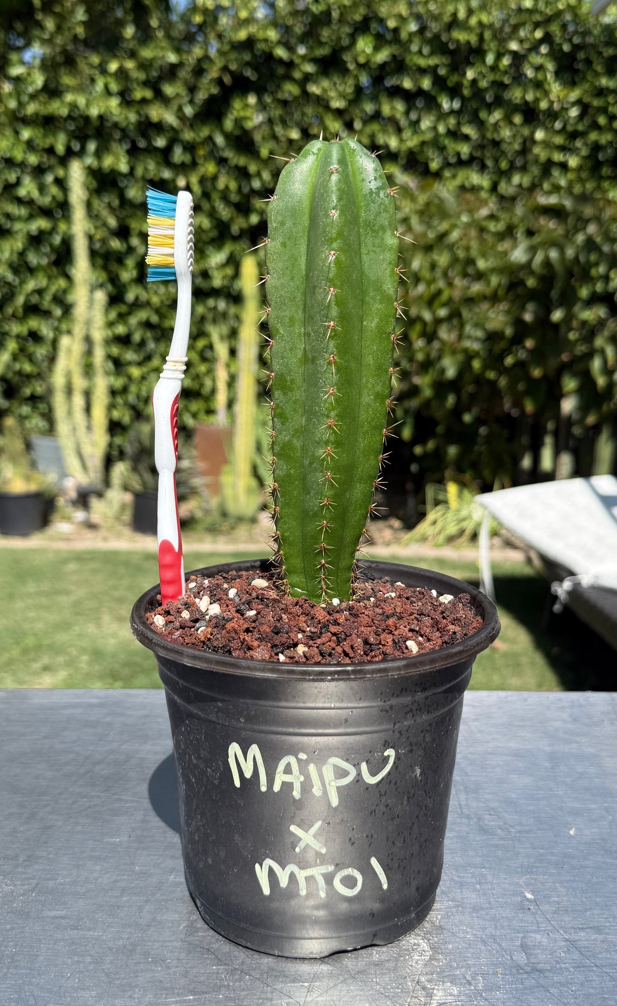 MAIPU x MT01- Columnar Cactus Hybrid