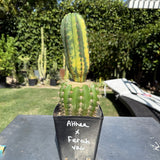 ALTHEA x FERAH vrg - Columnar Cactus Hybrid