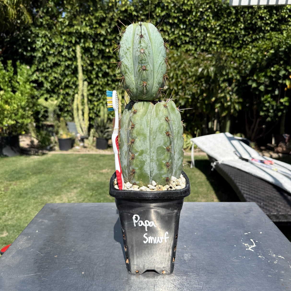 Papa Smurf - Columnar Cactus Clone