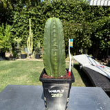 WORM x ZED - Columnar Cactus Hybrid