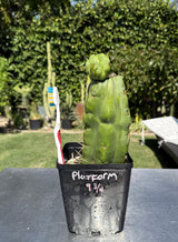 Rare Cactus - Columnar Cactus Clone - (Platform 9 3/4)
