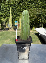TNT - Columnar Cactus Clone