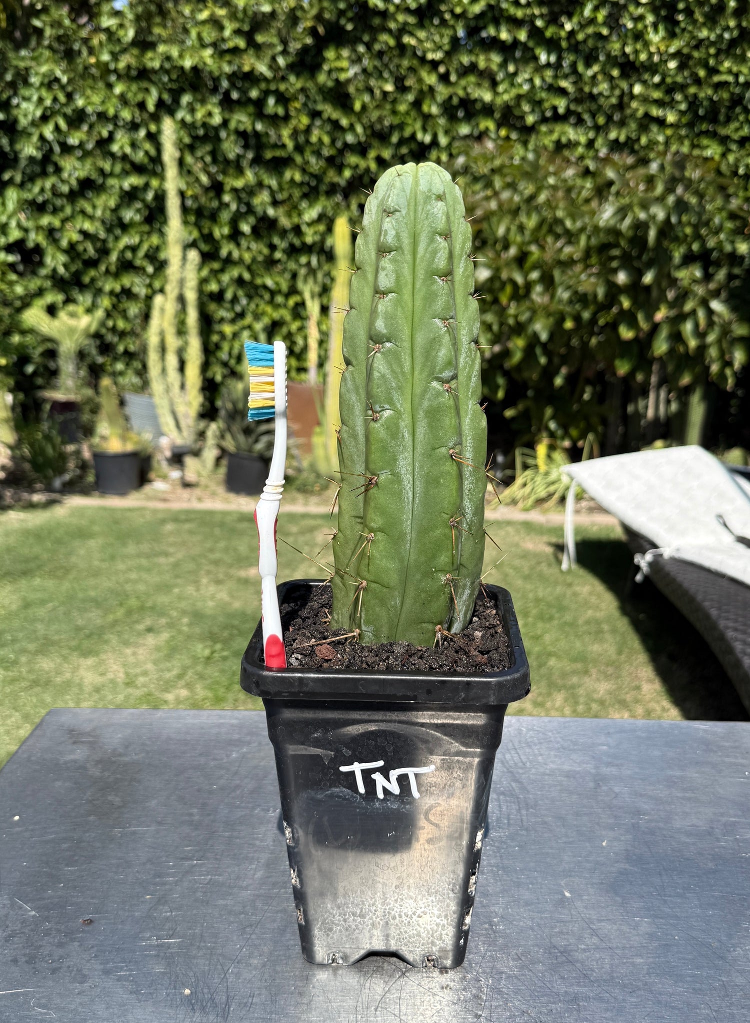 Rare Cactus - Columnar Cactus Hybrid - (TNT)