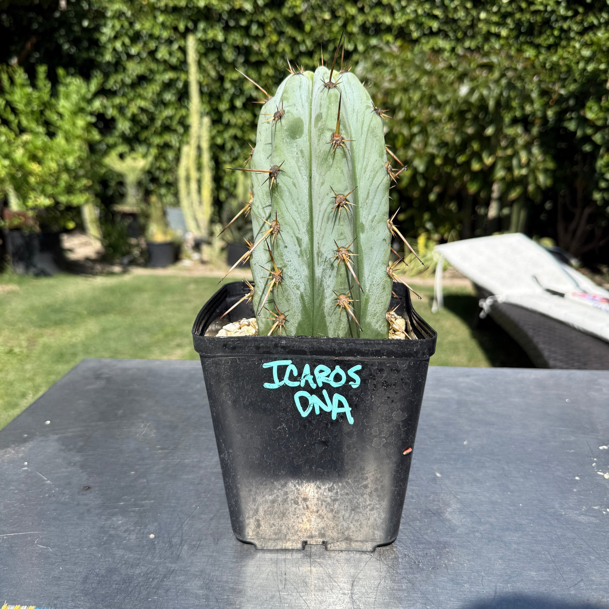 Icaros DNA - Columnar Cactus Clone