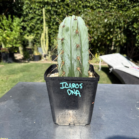 Icaros DNA - Columnar Cactus Clone