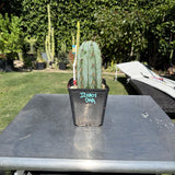 Icaros DNA - Columnar Cactus Clone