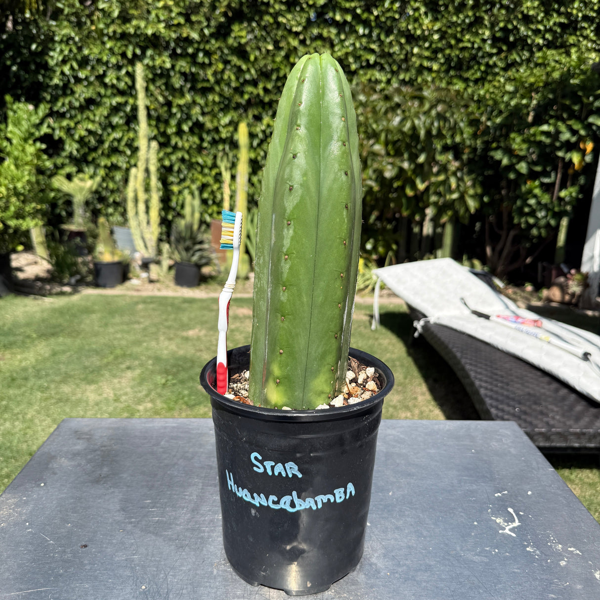 Rare Cactus - Columnar Cactus Clone - (STAR HUANCABAMBA)
