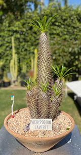 Pachypodium Lamerei - Madagascar Palm