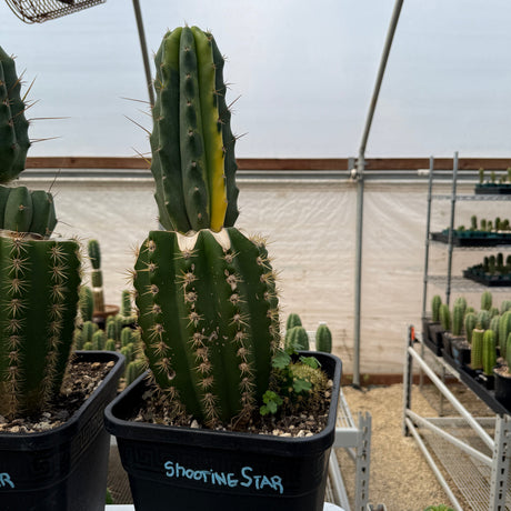 Shooting Star VRG - Columnar Cactus Hybrid