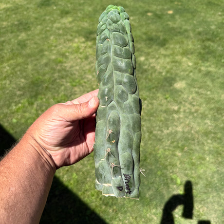 Rare Cactus - Columnar Cactus Clone - Bruce's Dragon