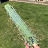 Medicine Man - Columnar Cactus Clone