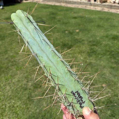 Medicine Man - Columnar Cactus Clone