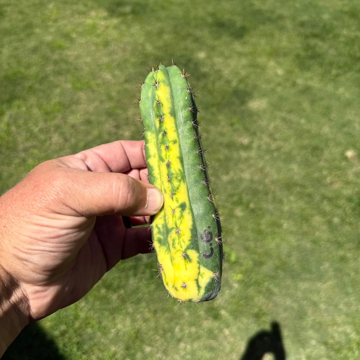 China Gold – Variegated Columnar Cactus Clone