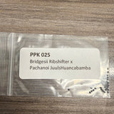PPK 025-  Ribshifter x Juuls Huancabamba - Bridgesii x Pachanoi