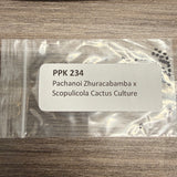 PPK 234 - Zhuracabamba x Scopulicola Cactus Culture - Pachanoi x Scopulicola