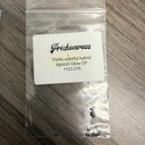 Prickocereus Seed Pack 1123.076 - Apricot Glow OP - Colorful Hybrid