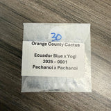 Orange County Cactus  0001 - Ecuador Blue x Yogi - Pachanoi x Pachanoi
