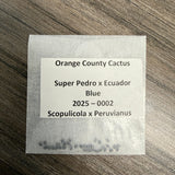 Orange County Cactus  0002 - Super Pedro x Ecuador Blue - Scopulicola x Peruvianus