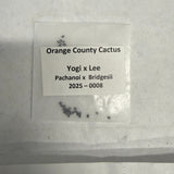 Orange County Cactus - 0008 - Yogi x Lee - Pachanoi x Bridgesii