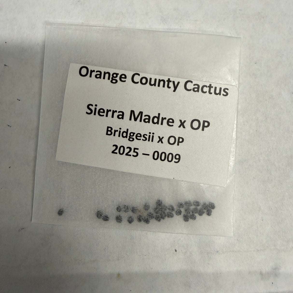 Orange County Cactus - 0009 - Sierra Madre x OP - Bridgesii x op