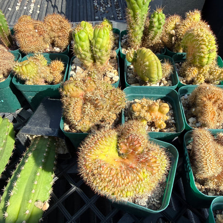 Rare Cactus- Clone -  Monstrose & Crested - (TPM CLONE)