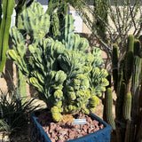 Myrtillocactus Geometrizans 'Elite' – Crested Blue Myrtle Cactus