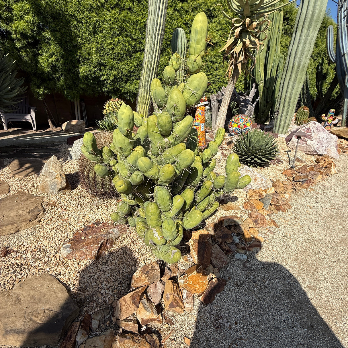 TBM B - Columnar Cactus Clone