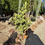 TBM B - Columnar Cactus Clone