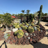 Barrel Cactus (Echinocactus Grusonii)