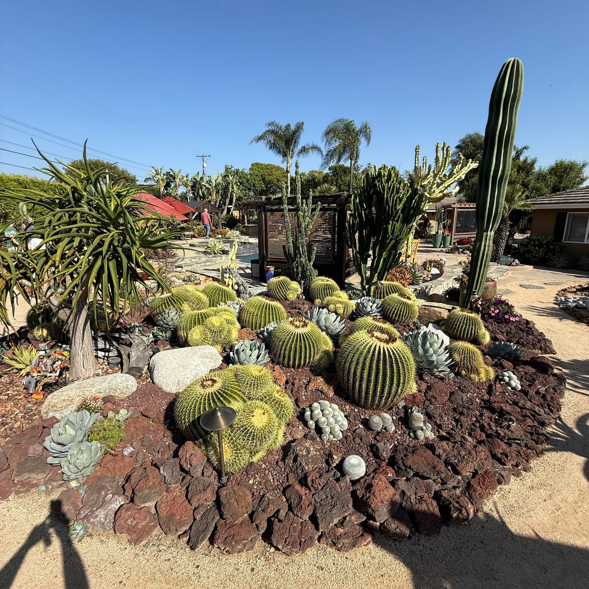 Barrel Cactus (Echinocactus Grusonii)