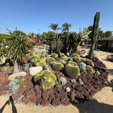 Barrel Cactus (Echinocactus Grusonii)