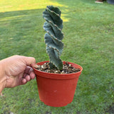Cereus forbesii 'Spiralis' - Spiral Cactus