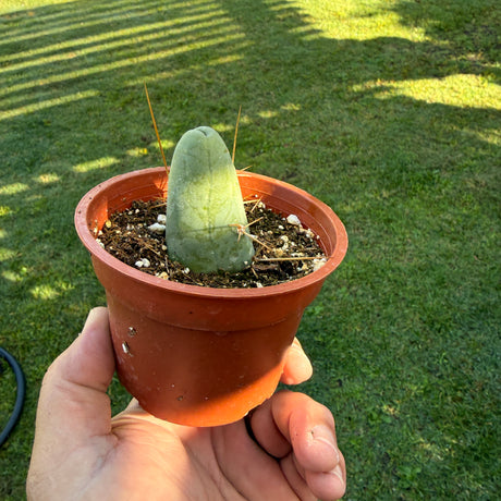 Rare Cactus - Cactus Clone - (TBM B CLONE)