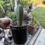 Bob x Landfill- Columnar Cactus Hybrid