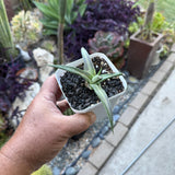 Agave Nizandensis