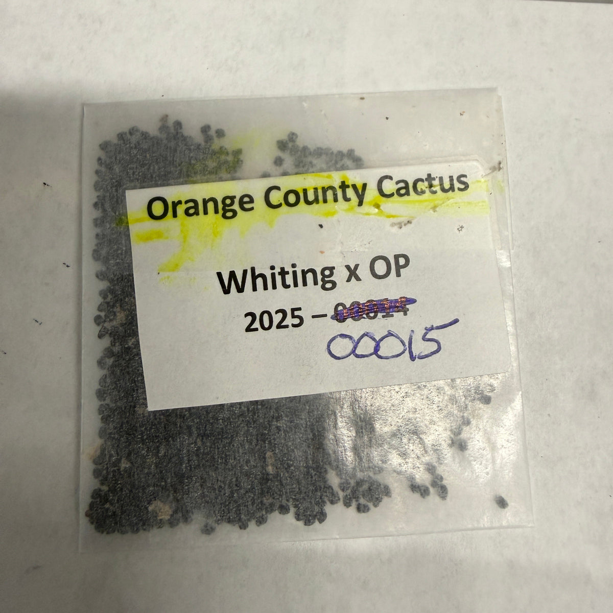 Orange County Cactus - 0015 - Whiting TPM x OP (second fruit)