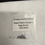 Orange County Cactus - 0029 - Super Pedro x Yogi