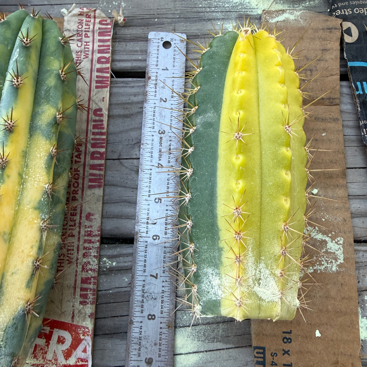 COLOSSUS x VRG Variegated - Columnar Cactus Hybrid