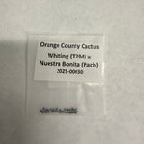 Orange County Cactus - 0030 - Whiting TPM x Nuestra Bonita (Pach)