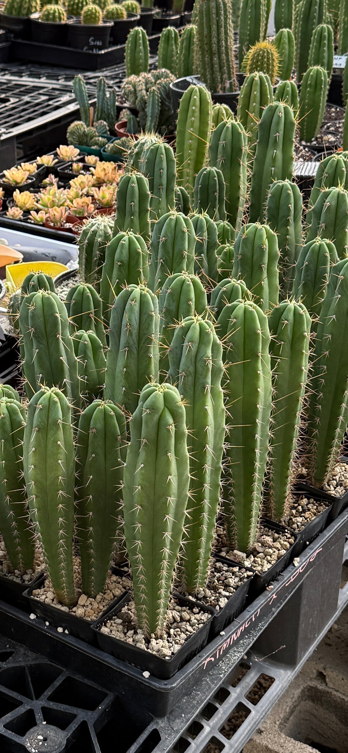 KIMNACH x SS02 - Columnar Cactus Hybrid